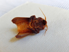 Doratifera quadriguttata
