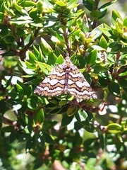 Melitulias discophora