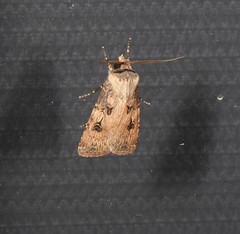 Agrotis interjectionis