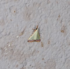 Autocharis hedyphaes