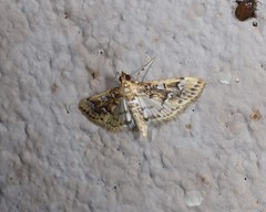 Cotachena fulvomarginalis