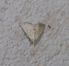 Dichromodes usurpatrix