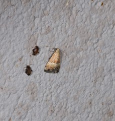 Pseudozarba orthopetes