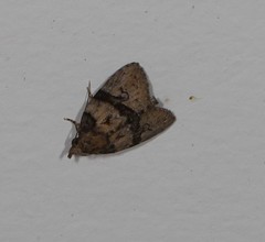 Lophothripa vitea