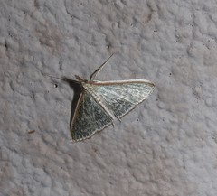 Myrmidonistis hoplora