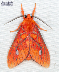 Ernassa sanguinolenta