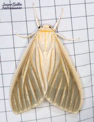 Munona