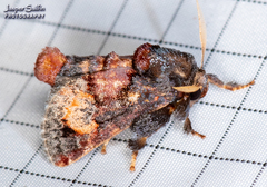 Euphobetron cupreitincta