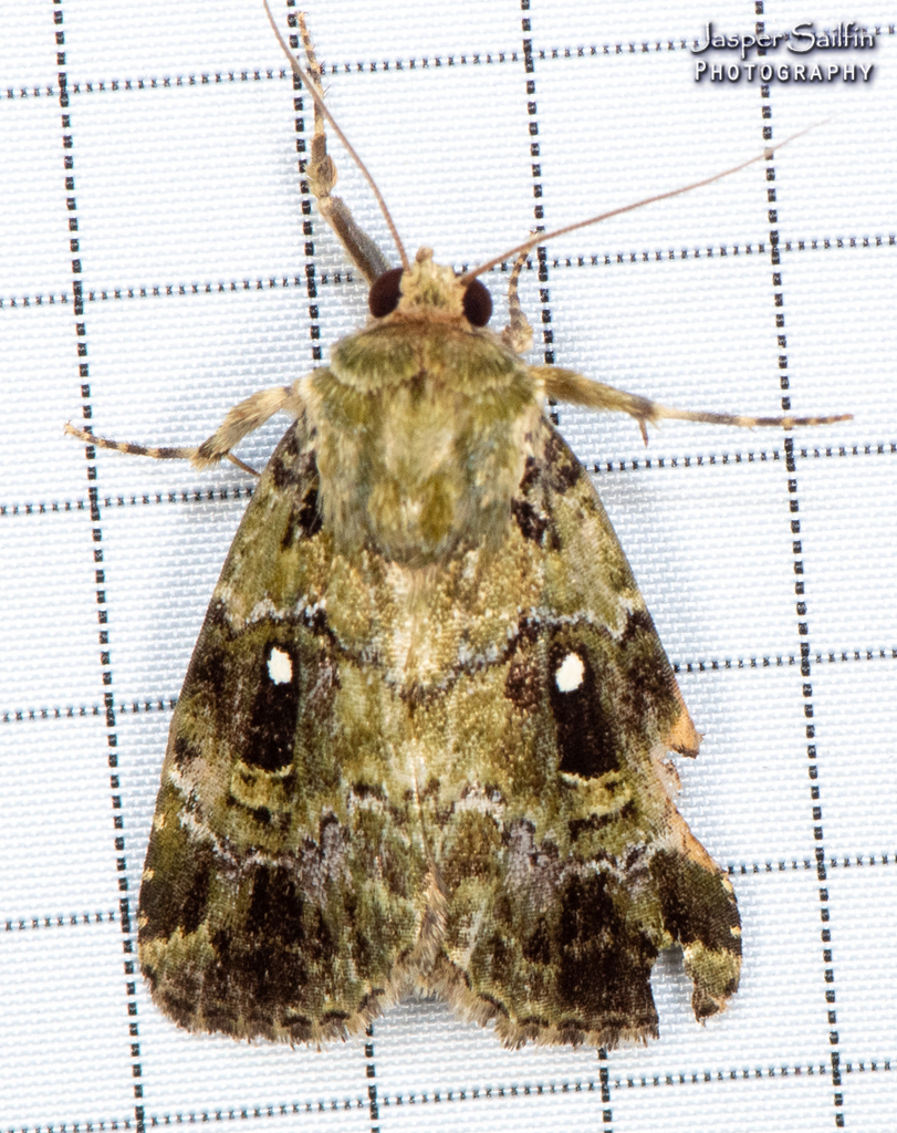 Elaphria optata