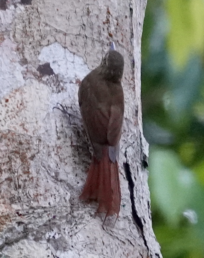 Wedge-billed Woodcreeper