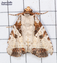 Condica hippia