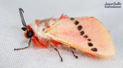 Trosia nigropunctigera