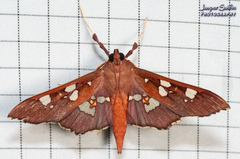 Phostria temira