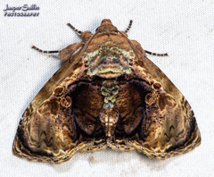 Lepidodes