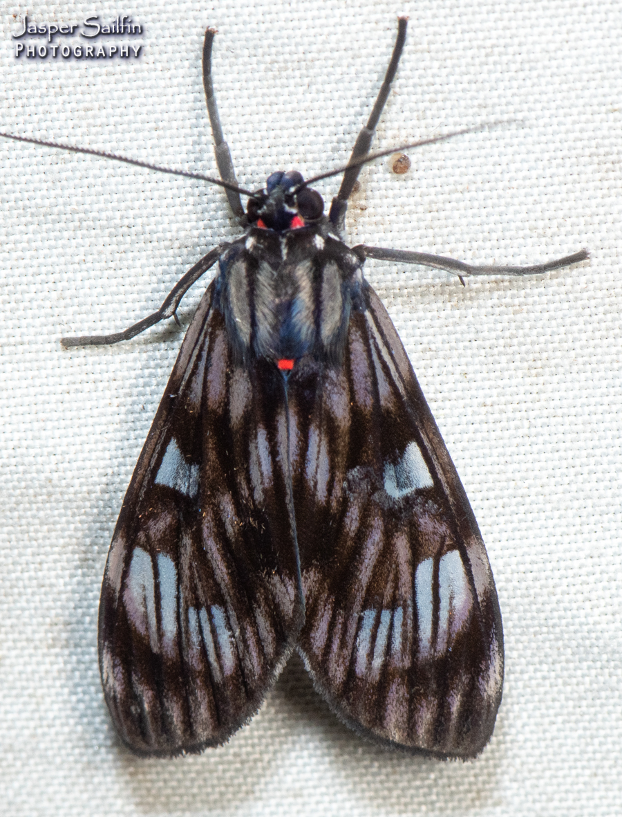 episcepsis melanota Genus Episcepsis · iNaturalist