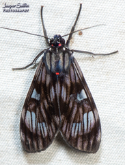Episcepsis demonis
