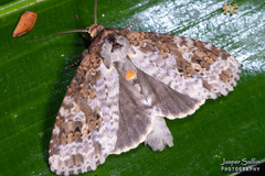 Disphragis tharis