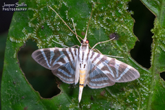 Spilomela