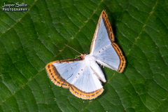 Leuciris