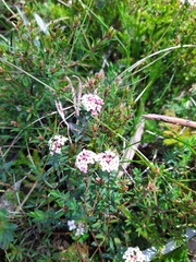 Pimelea alpina