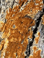 Botryobasidium aureum