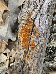 Botryobasidium aureum