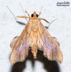 Anarmodia