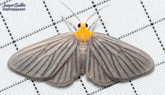 Agaraea