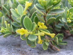 Wikstroemia uva-ursi