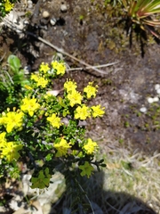 Asterolasia trymalioides