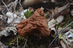 Gyromitra fastigiata