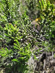 Ozothamnus cupressoides