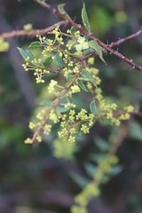 Acacia urophylla
