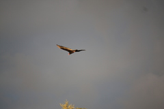 Cathartes aura image