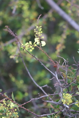 Acacia urophylla