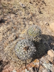 Coryphantha cornifera