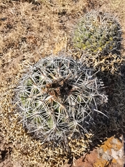 Coryphantha cornifera