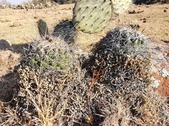 Coryphantha cornifera