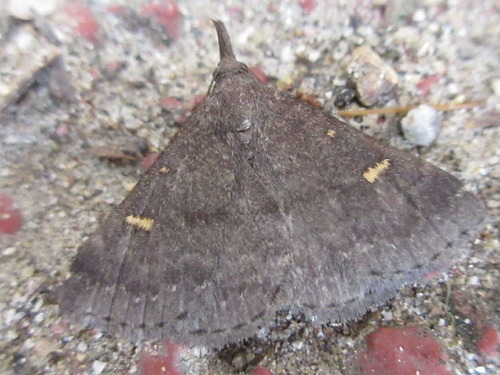 Gynaephila
