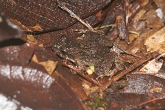 Leptodactylus petersii