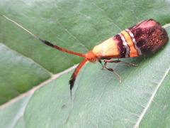 Nemophora paradisea