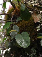Cercocarpus macrophyllus