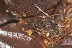 Leptodactylus petersii