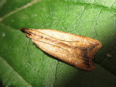 Dichomeris heriguronis