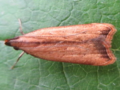 Dichomeris heriguronis