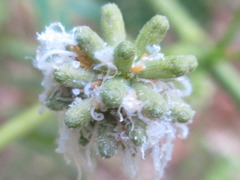 Acizzia jamatonica