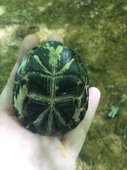 Kinosternon subrubrum subrubrum