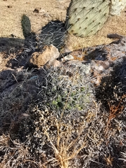 Coryphantha cornifera