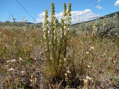 Pedicularis contorta contorta