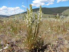 Pedicularis contorta contorta